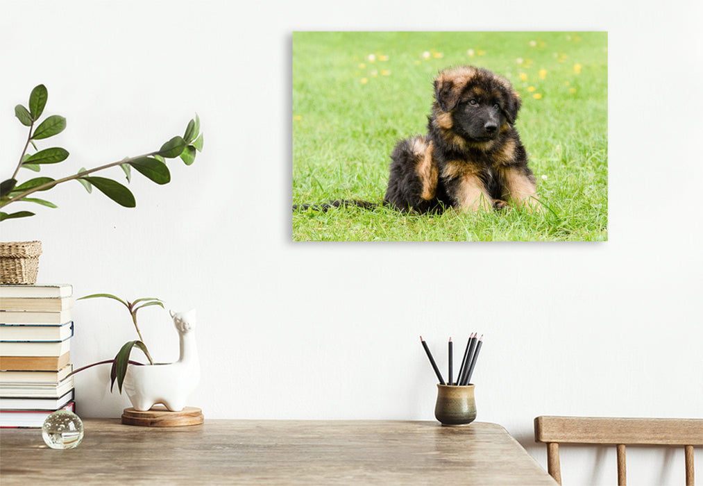 Premium textile canvas German Shepherd - male puppy 