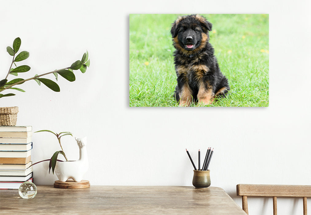 Premium textile canvas German Shepherd - puppy long-haired 