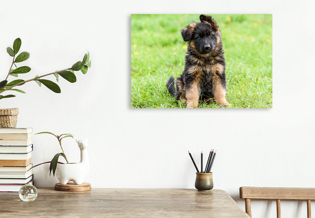 Premium textile canvas German Shepherd - puppy bitch 