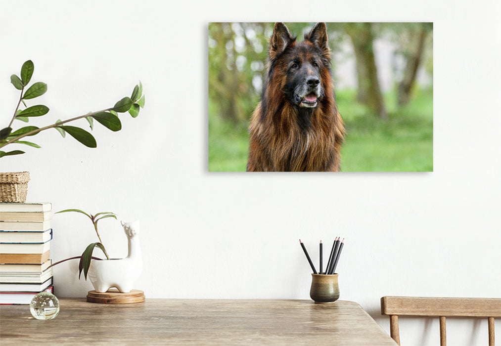 Premium textile canvas 10 year old long-haired German Shepherd 