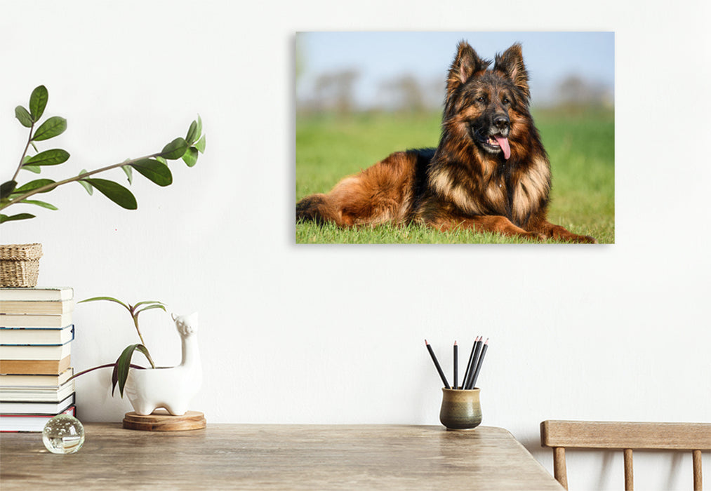 Premium textile canvas Beautiful German Shepherd male 