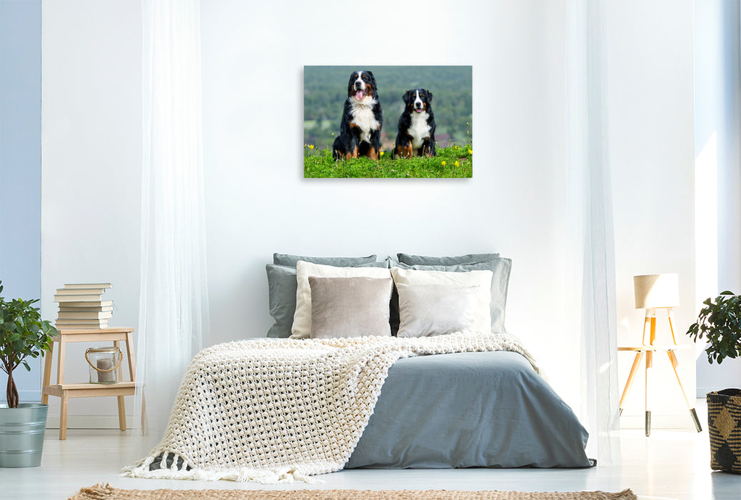 Premium Textil-Leinwand Berner Sennehunde