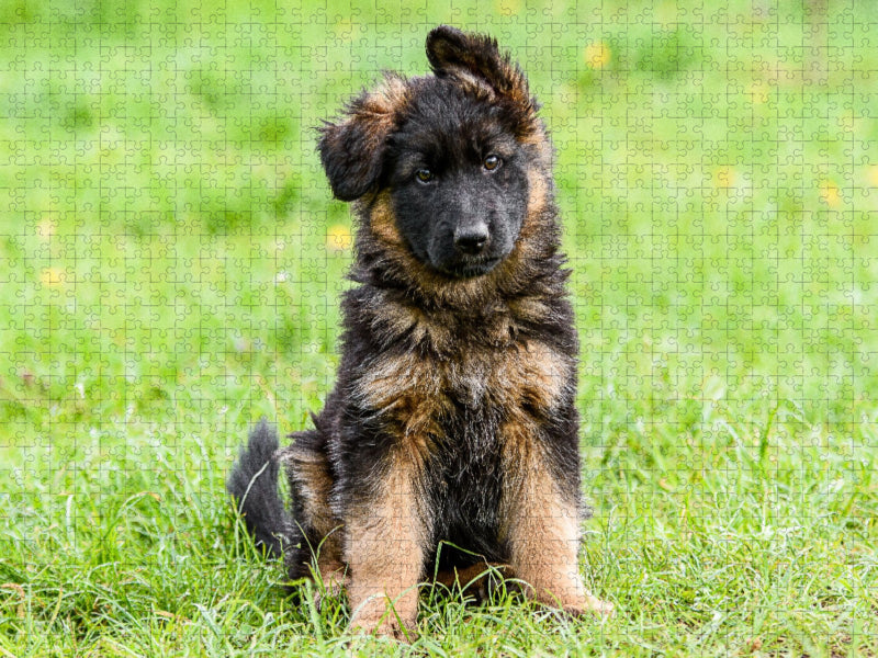 Schäferhund - Welpe Hündin - CALVENDO Foto-Puzzle'