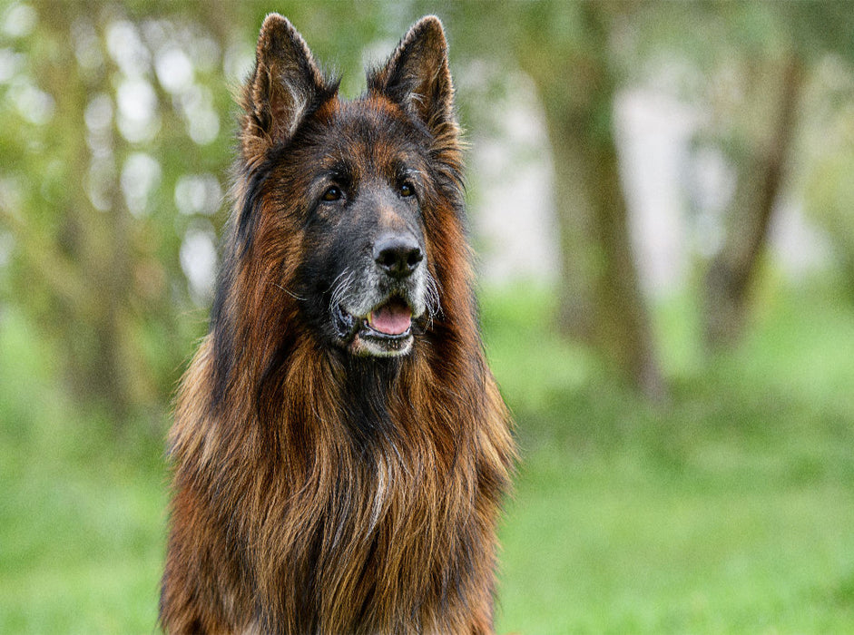 10 jähriger Langstockhaar Schäferhund - CALVENDO Foto-Puzzle'