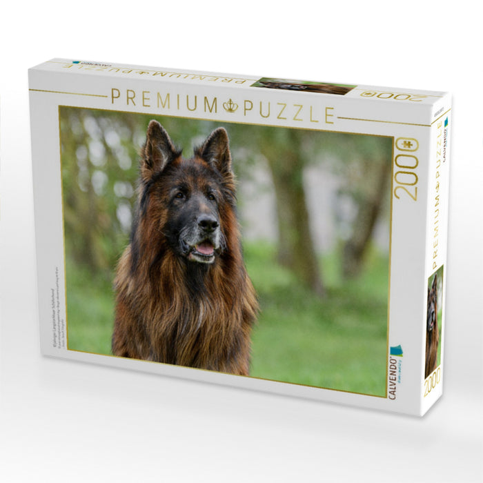 10 jähriger Langstockhaar Schäferhund - CALVENDO Foto-Puzzle'