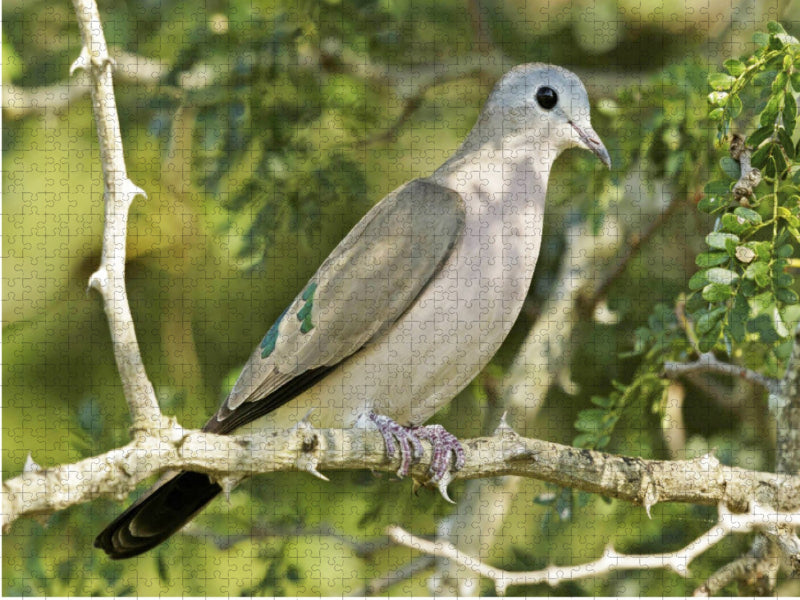 Bronzefleck-Taube im Kruger Nationalpark - CALVENDO Foto-Puzzle'