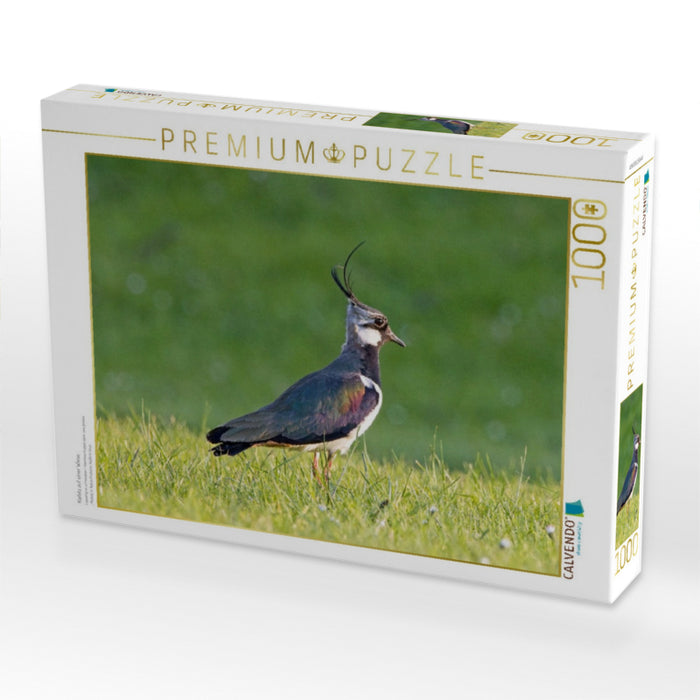 Kiebitz auf einer Wiese - CALVENDO Foto-Puzzle'