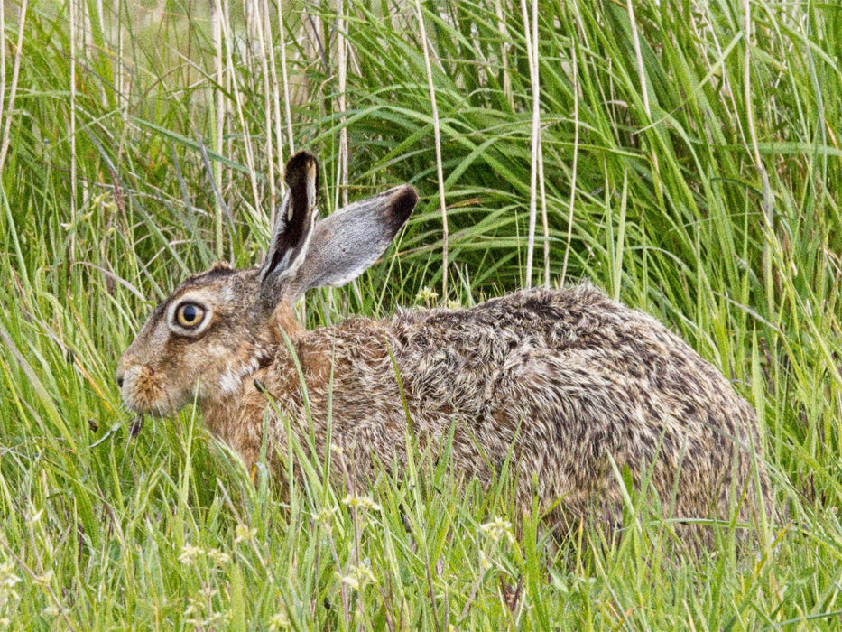 Hase auf einer Wiese (Feldhase) - CALVENDO Foto-Puzzle'
