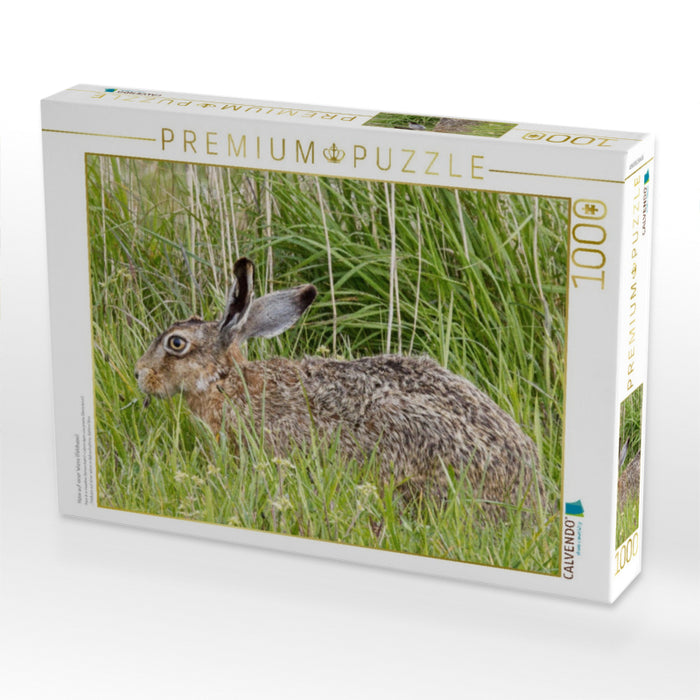 Hase auf einer Wiese (Feldhase) - CALVENDO Foto-Puzzle'
