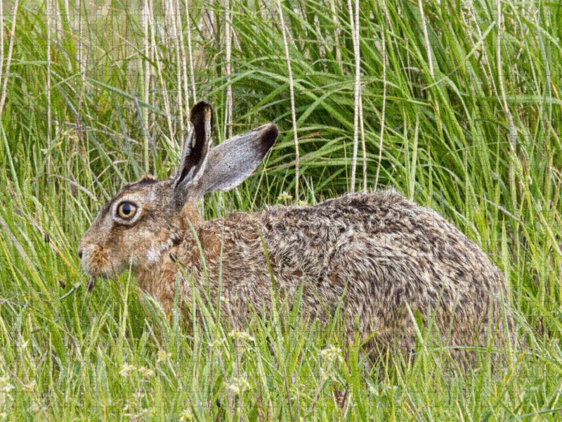 Hase auf einer Wiese (Feldhase) - CALVENDO Foto-Puzzle'
