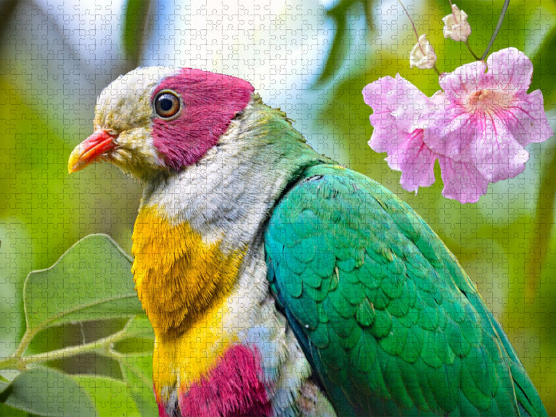 Gelbbrustfruchttaube - CALVENDO Foto-Puzzle'