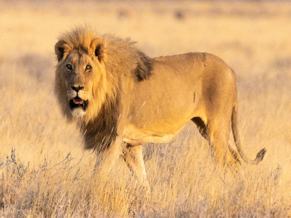 Löwenmännchen im Etosha Nationalpark - CALVENDO Foto-Puzzle'