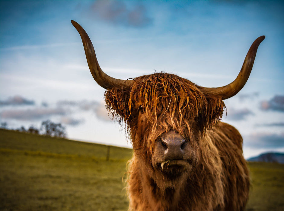 Highland im Weserbergland - CALVENDO Foto-Puzzle'