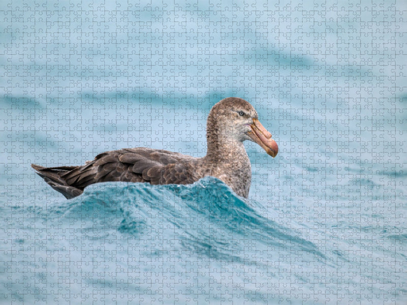Sturmvogel bei Salisbury Plain - CALVENDO Foto-Puzzle'