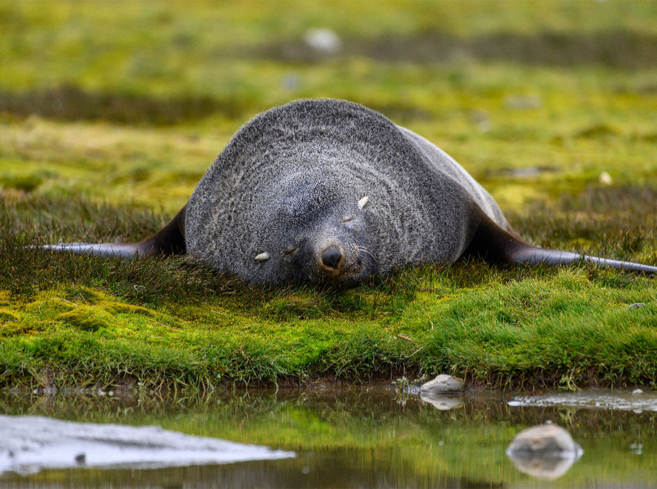Schlafender Seebär - CALVENDO Foto-Puzzle'