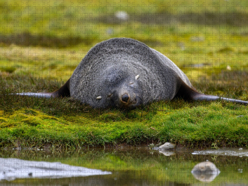 Schlafender Seebär - CALVENDO Foto-Puzzle'