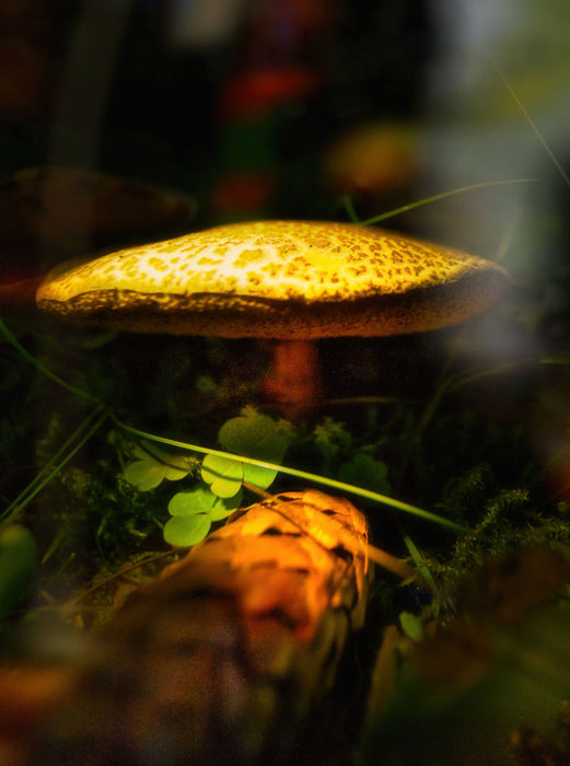 Das Besondere sehen - CALVENDO Foto-Puzzle'