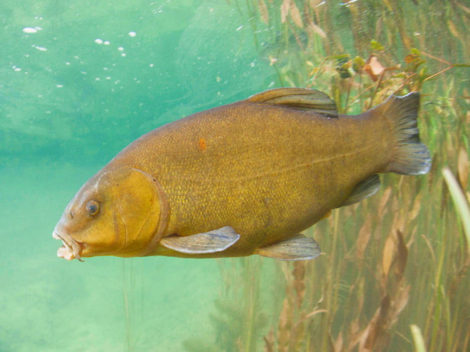 Schleie im Fluss Ain, Bourgogne-Franche-Comté - CALVENDO Foto-Puzzle'
