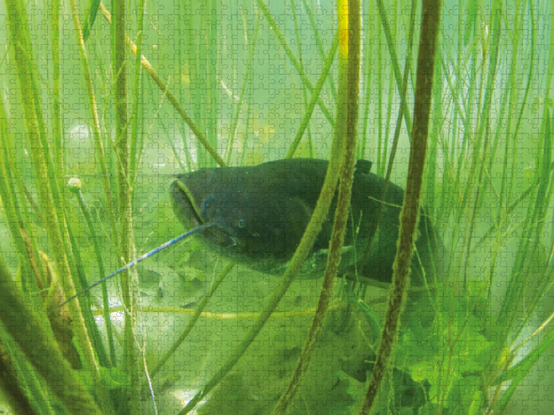 Wels im Lac de Paladru, Auvergne-Rhône-Alpes - CALVENDO Foto-Puzzle'