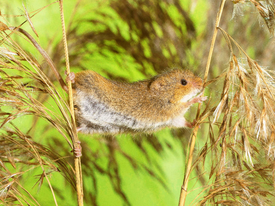 Klettermeister: Zwergmaus hangelt auf einer Getreide-Ähre - CALVENDO Foto-Puzzle'