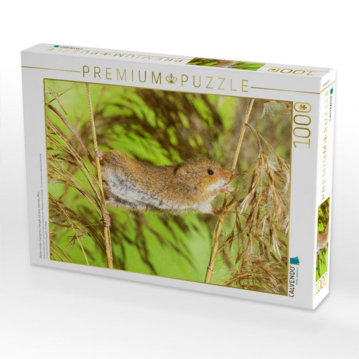 Klettermeister: Zwergmaus hangelt auf einer Getreide-Ähre - CALVENDO Foto-Puzzle'