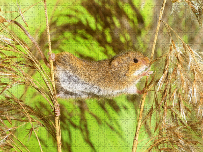 Klettermeister: Zwergmaus hangelt auf einer Getreide-Ähre - CALVENDO Foto-Puzzle'