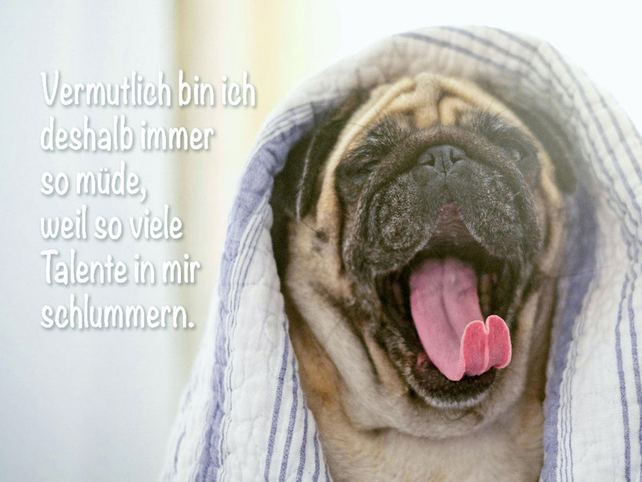 Mops gähnt ausgiebig mit herausgestreckter Zunge - CALVENDO Foto-Puzzle'