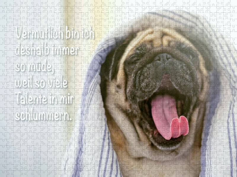 Mops gähnt ausgiebig mit herausgestreckter Zunge - CALVENDO Foto-Puzzle'