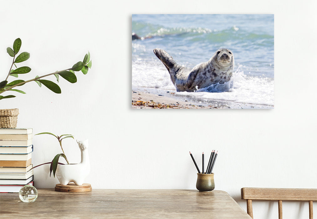 Premium Textil-Leinwand Seehund in Wellen am Strand von Helgoland