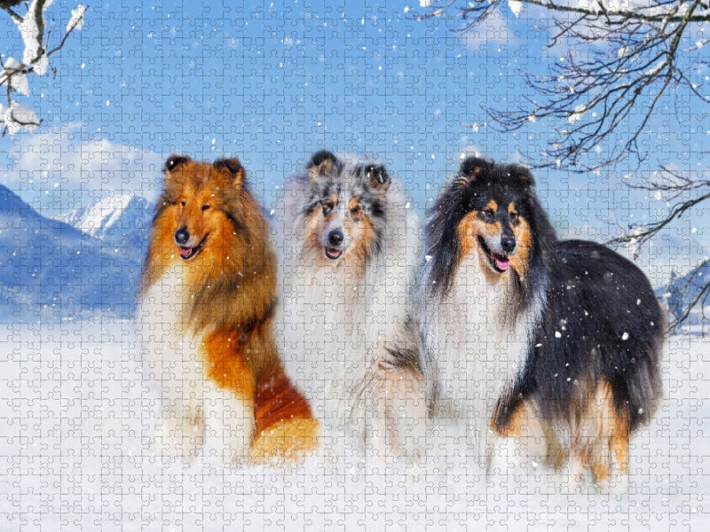 Drei Collie-Prachtrüden - CALVENDO Foto-Puzzle'