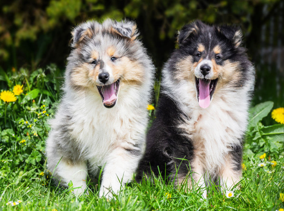 Zwei, die hinaus wollen in die Welt - CALVENDO Foto-Puzzle'