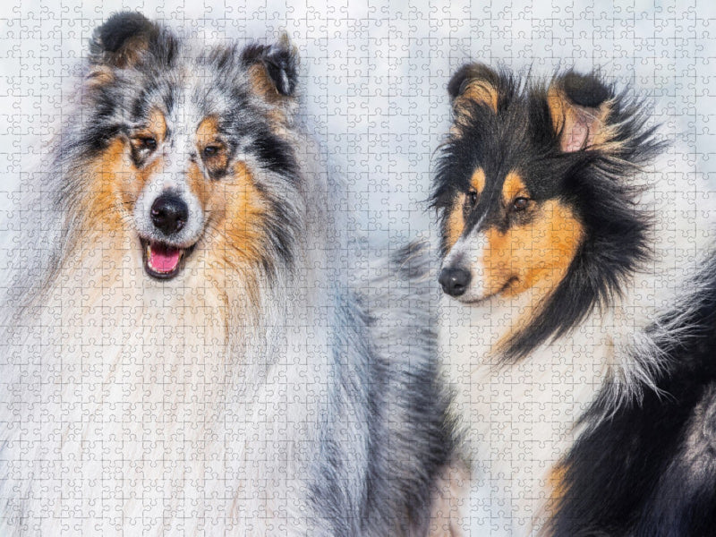 Collies - Rüde und Hündin - CALVENDO Foto-Puzzle'