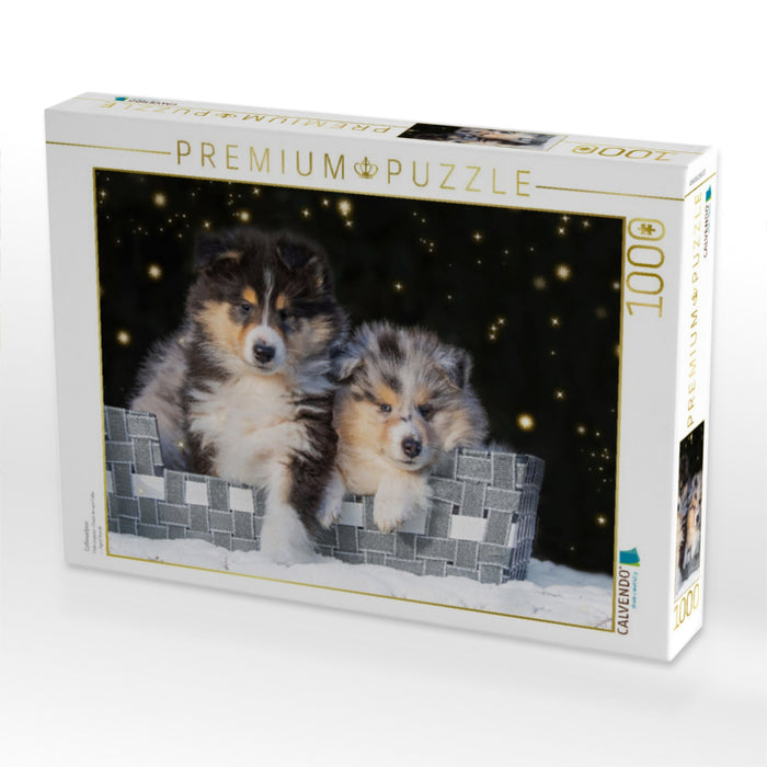 Colliewelpen - CALVENDO Foto-Puzzle'