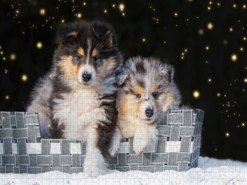 Colliewelpen - CALVENDO Foto-Puzzle'