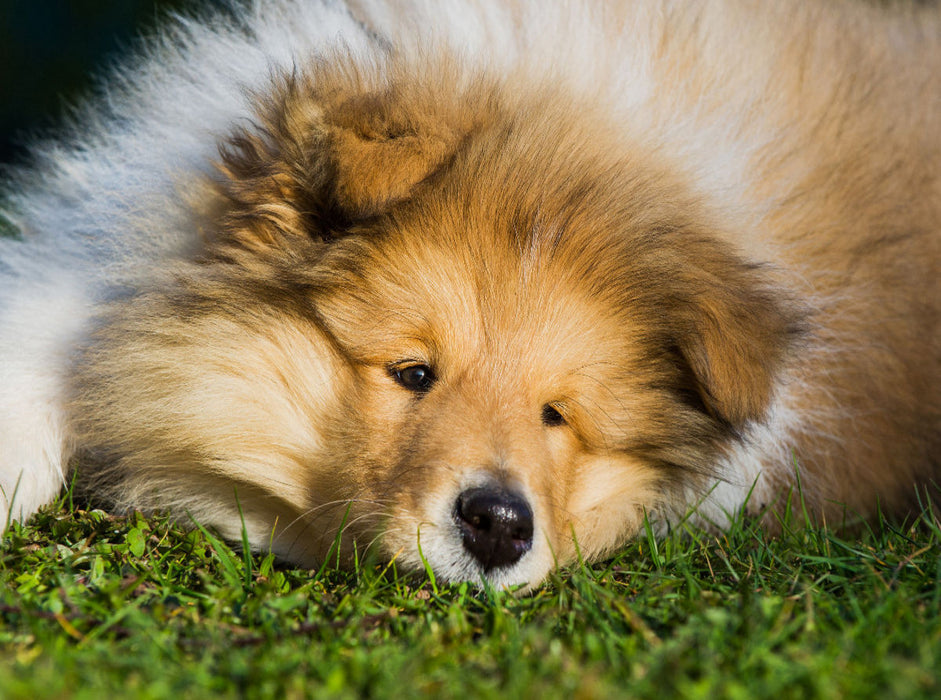 Ein entzückendes Colliekind - CALVENDO Foto-Puzzle'
