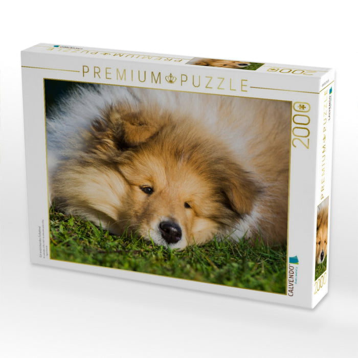 Ein entzückendes Colliekind - CALVENDO Foto-Puzzle'