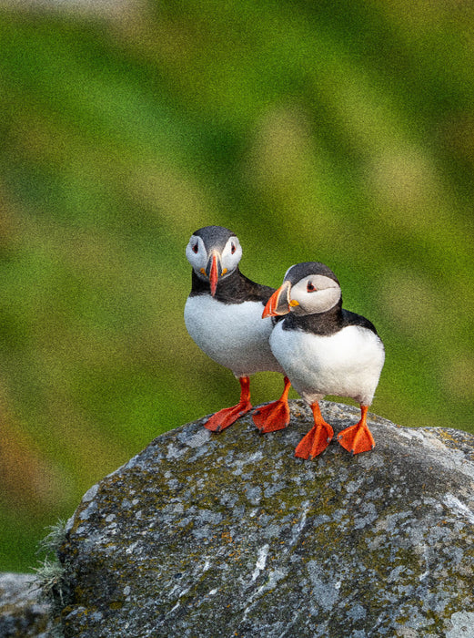 Ein Motiv aus dem Kalender Naturerlebnis Puffin - CALVENDO Foto-Puzzle'