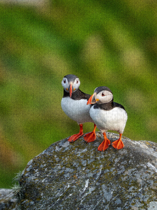 Ein Motiv aus dem Kalender Naturerlebnis Puffin - CALVENDO Foto-Puzzle'