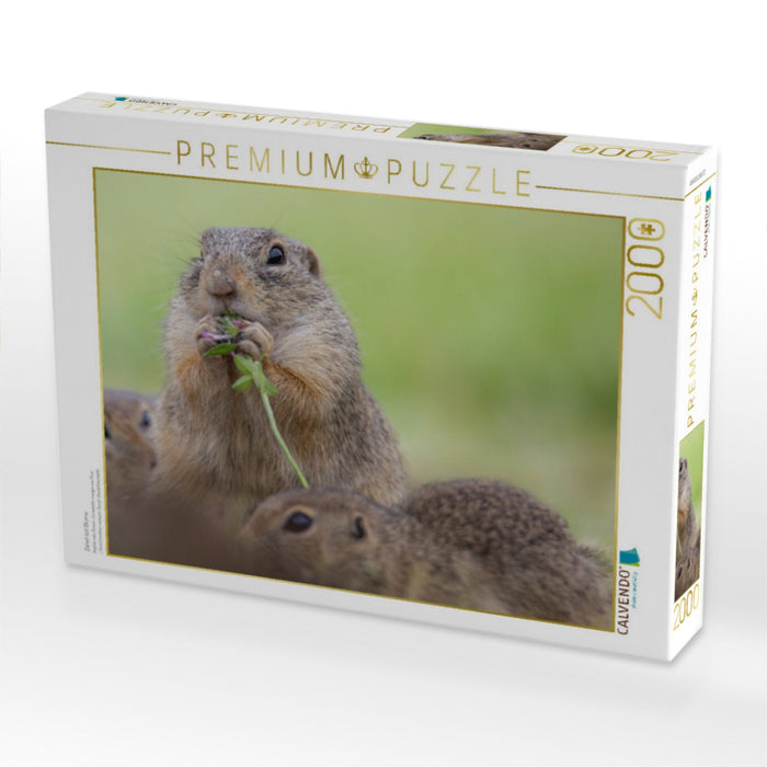 Ziesel isst Blume - CALVENDO Foto-Puzzle'