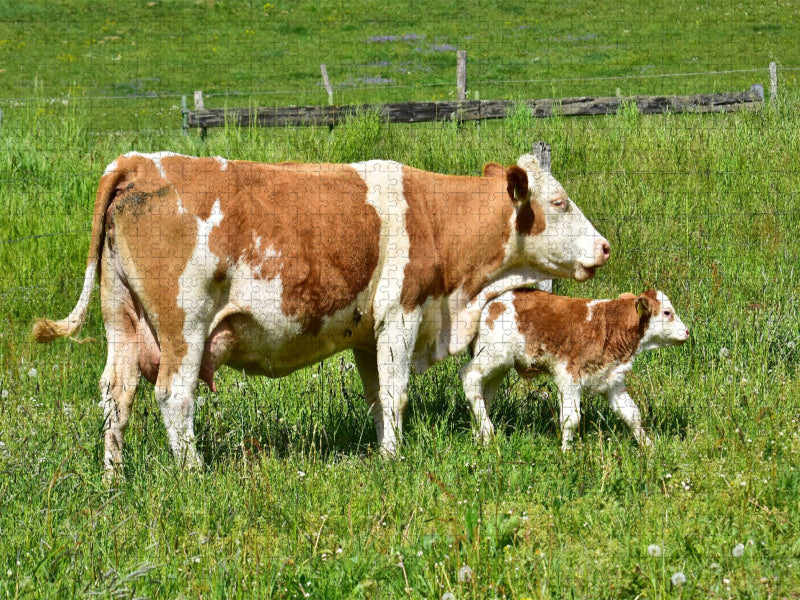 Kälbchen mit seiner Mutter - CALVENDO Foto-Puzzle'