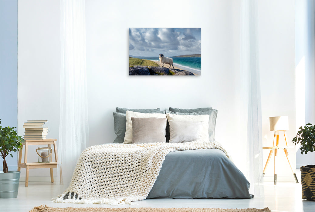 Premium Textil-Leinwand Luskentyre Beach, Schafportrait