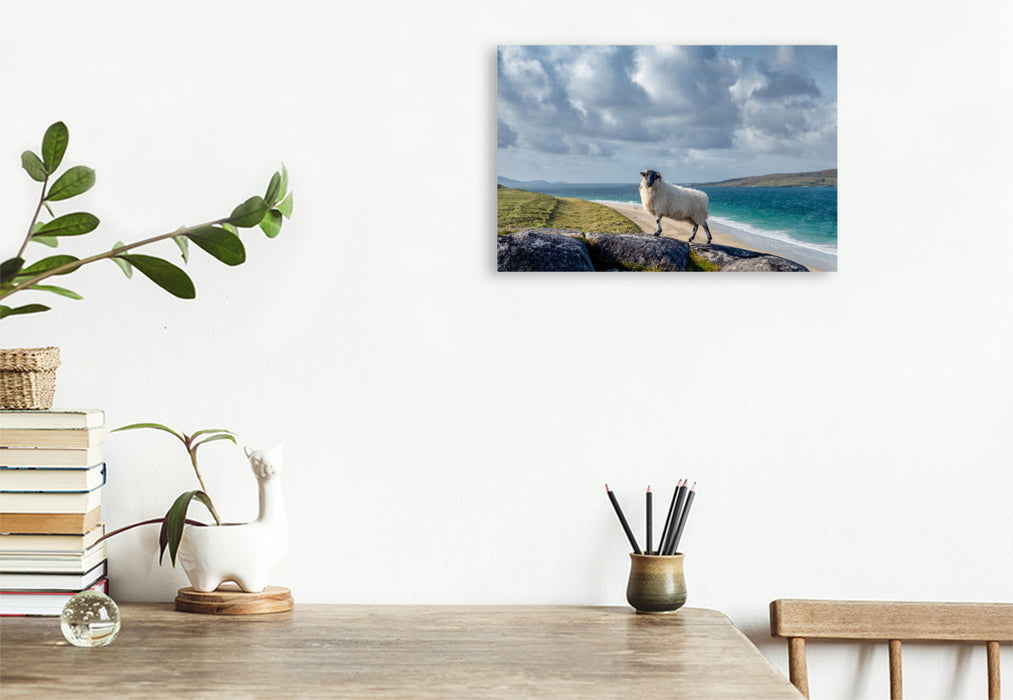 Premium Textil-Leinwand Luskentyre Beach, Schafportrait