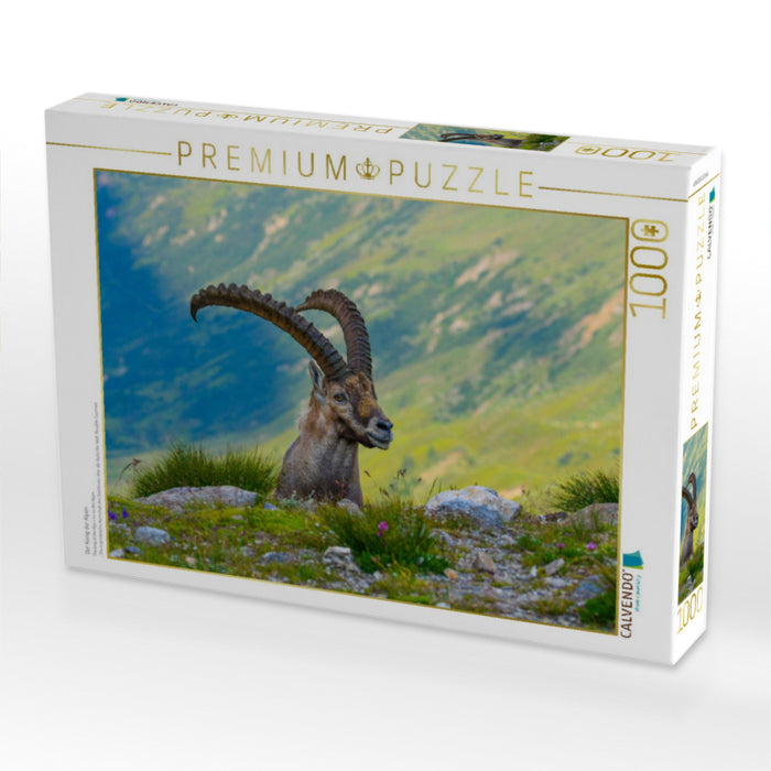 Der König der Alpen - CALVENDO Foto-Puzzle'