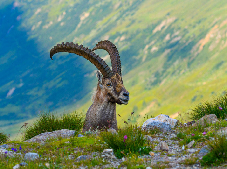 Der König der Alpen - CALVENDO Foto-Puzzle'