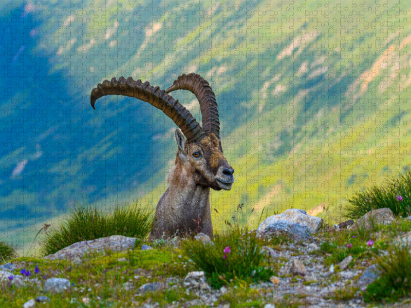 Der König der Alpen - CALVENDO Foto-Puzzle'