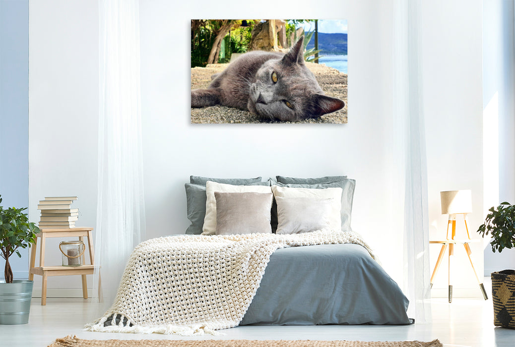 Premium textile canvas cat portrait on the island of Cres in Croatia 