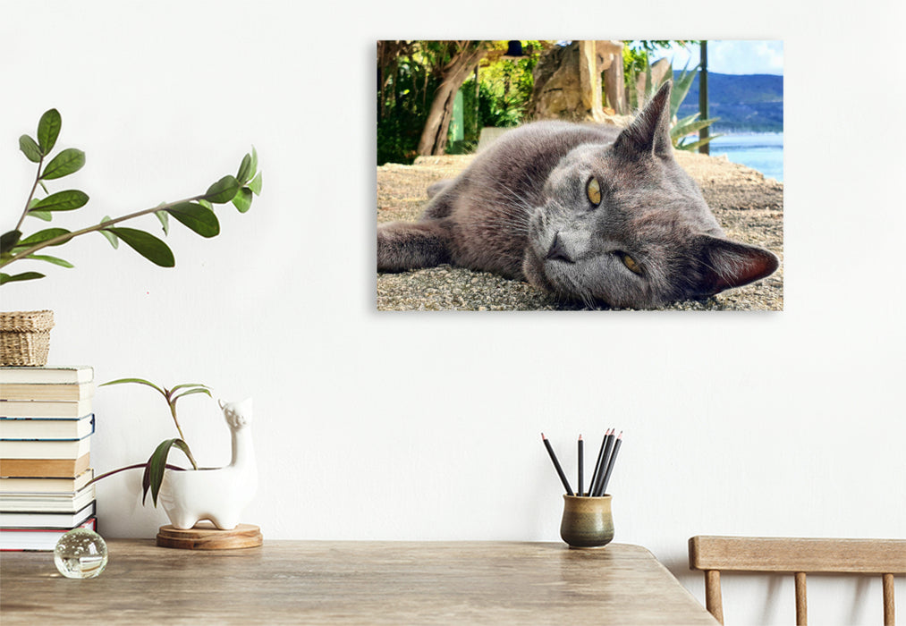 Premium textile canvas cat portrait on the island of Cres in Croatia 