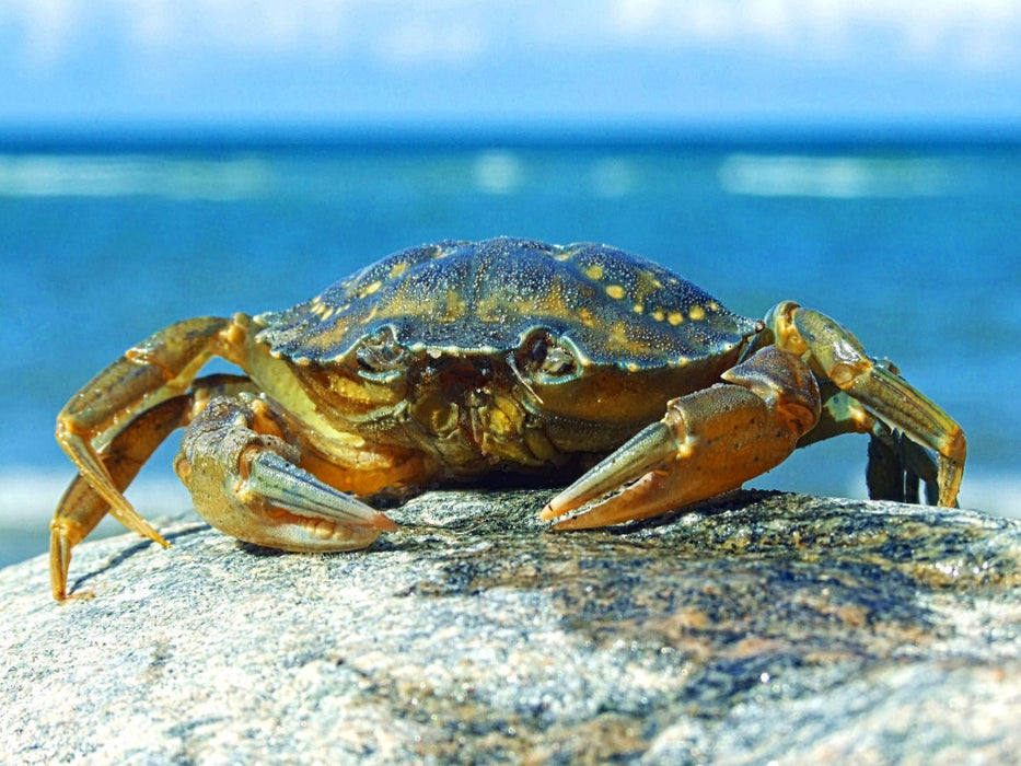 Strandkrabbe - CALVENDO Foto-Puzzle'