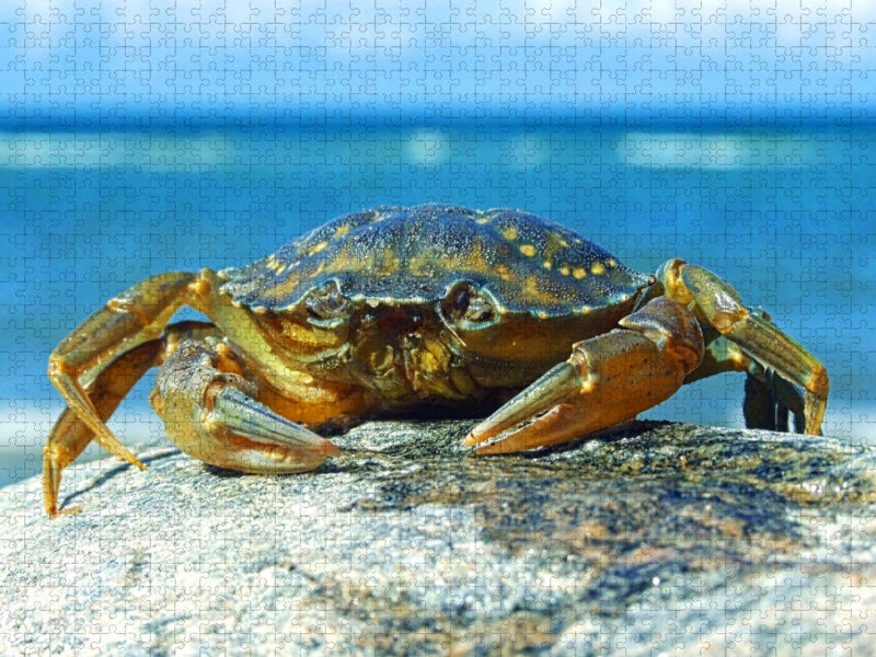 Strandkrabbe - CALVENDO Foto-Puzzle'