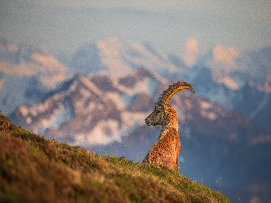 Alpensteinbock - CALVENDO Foto-Puzzle'